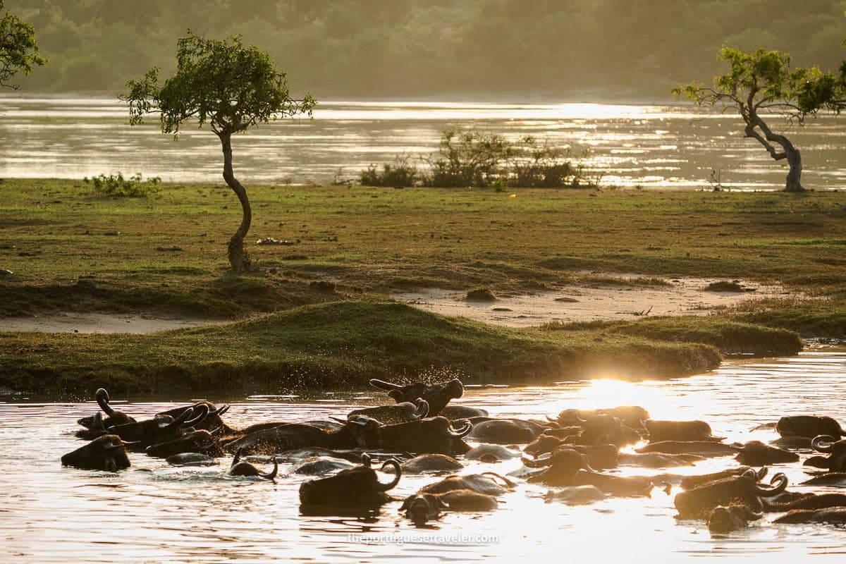 Wild Water Buffalo
