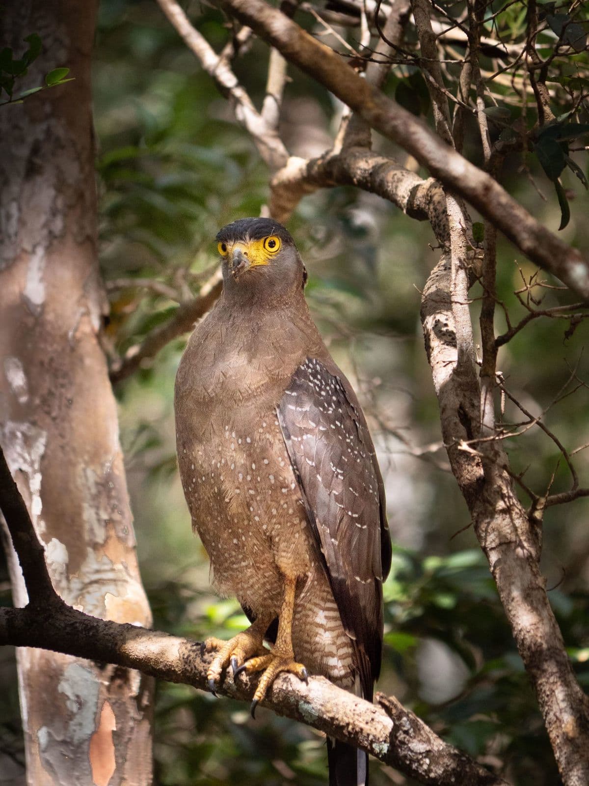 Crested Serpent Eagle