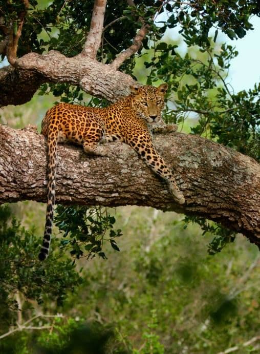 A leopard resting on a tree branch in Wilpattu National Park