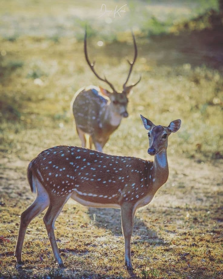 Special Safari in Wilpattu National Park