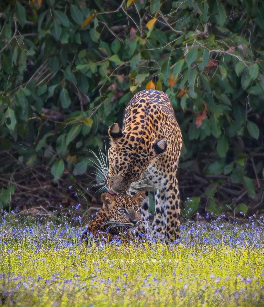 Half Day Safari in Wilpattu National Park
